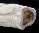 Petrified Wood Limb Section - Oregon #28361-1